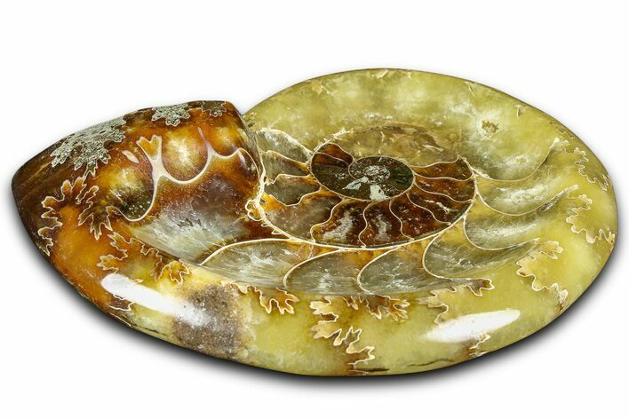 Polished Fossil Ammonite Dish - Madagascar #361363